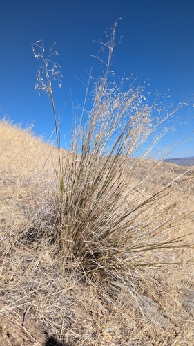 Sand Ricegrass