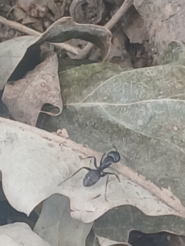 Eastern Black Carpenter Ant