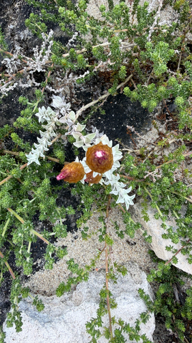 Helichrysum retortum, photograph 1