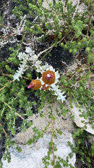Helichrysum retortum