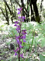 Orchis anatolica