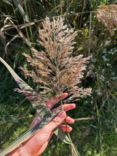 Common Reed