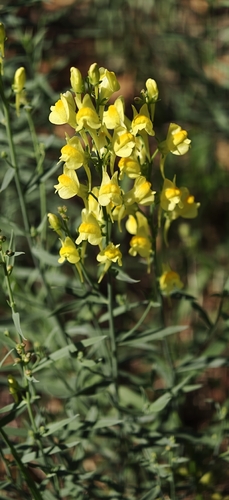 common toadflax