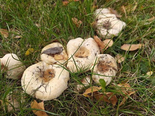 Lactarius pubescens — (c) Johan Adler, some rights reserved (CC BY)