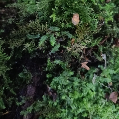 Bifid Crestwort