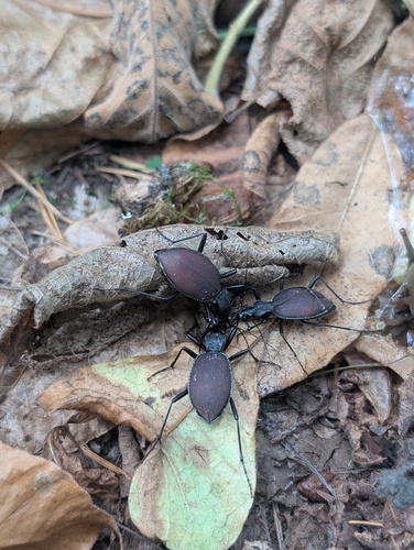 Narrow-collared Snail-eating Beetle
