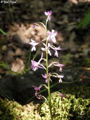 Orchis anatolica