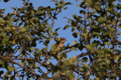 Reed Bunting