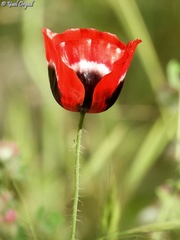 Papaver umbonatum