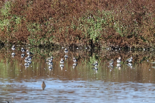 Northern Lapwing
