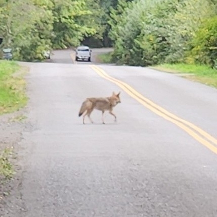 Coyote