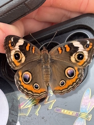 Common Buckeye