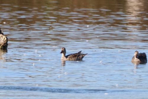 Green-winged Teal