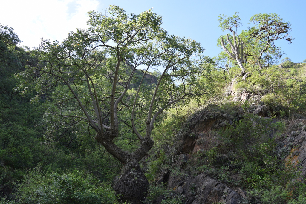Ceiba chodatii; photograph (c) Lucas Kaminski, some rights reserved (CC BY)