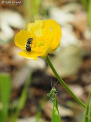 Ranunculus paludosus