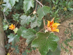 ×chiranthofremontia lenzii