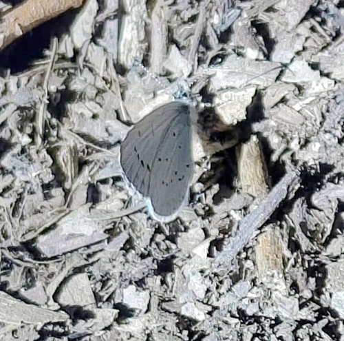 Holly Blue