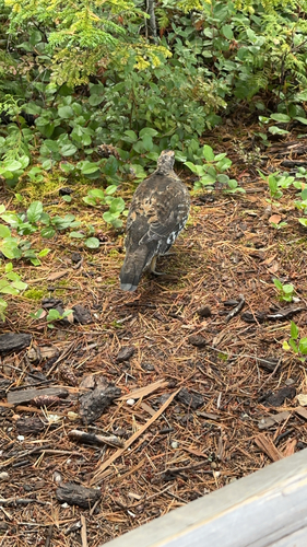 Sooty Grouse