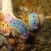 Bennett's Hypselodoris - Photo (c) Richard Ling, some rights reserved (CC BY-NC-ND)