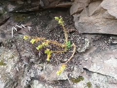 Sedum greggii
