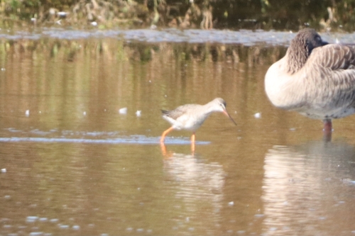 Spotted Redshank