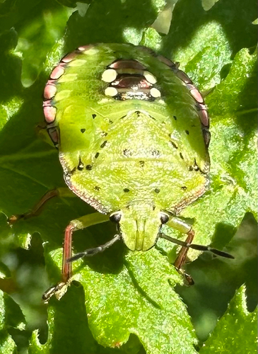 Southern Green Stink Bug
