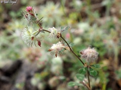Trifolium pauciflorum