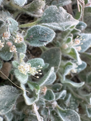 Croton setiger, photograph (c) Megan “Moe” Morelock, some rights reserved (CC BY)