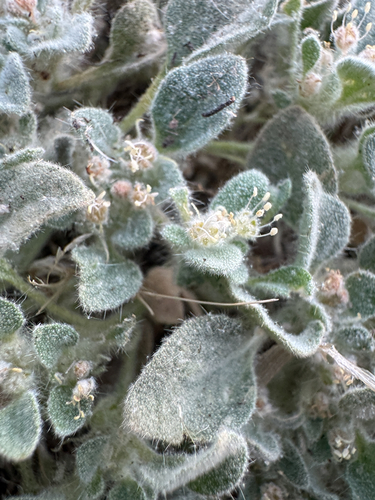 Croton setiger, photograph 3