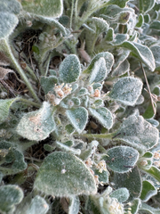 Croton setiger, photograph (c) Megan “Moe” Morelock, some rights reserved (CC BY)