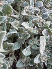 Croton setiger, photograph (c) Megan “Moe” Morelock, some rights reserved (CC BY)