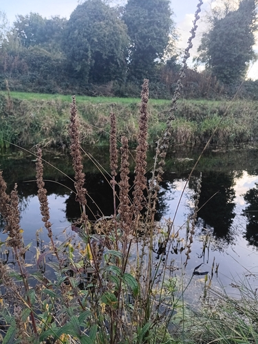 purple loosestrife