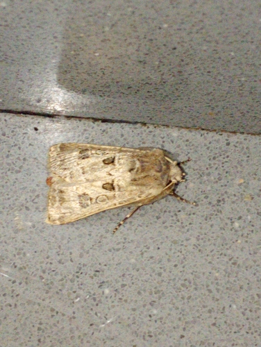 Agrotis lata