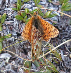Boloria alaskensis