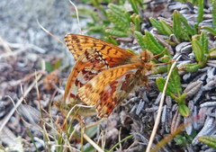 Boloria alaskensis