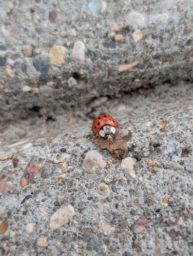 Asian Lady Beetle