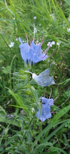 viper's-bugloss