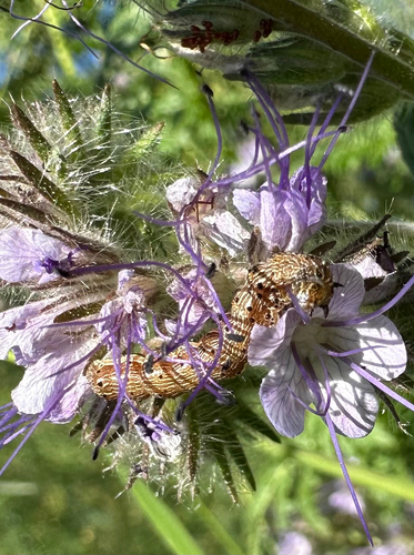 Cotton Bollworm Moth