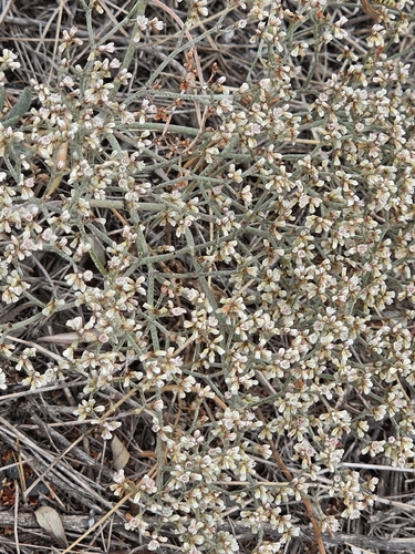 Eriogonum effusum, photograph 2
