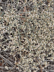 Eriogonum effusum, photograph author not stated, no rights reserved
