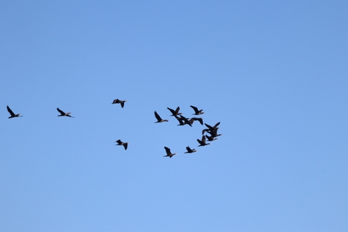 Great Cormorant