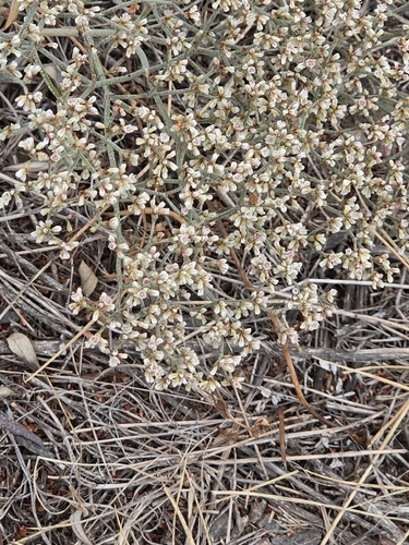 Eriogonum effusum, photograph 3