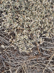 Eriogonum effusum, photograph author not stated, no rights reserved