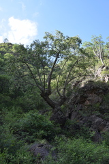 (c) Lucas Kaminski, some rights reserved (CC BY) Ceiba chodatii, photograph (c) Lucas Kaminski, some rights reserved (CC BY)