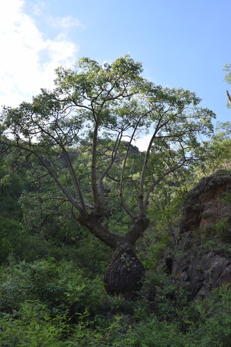 Ceiba chodatii