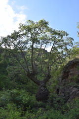 Ceiba chodatii
