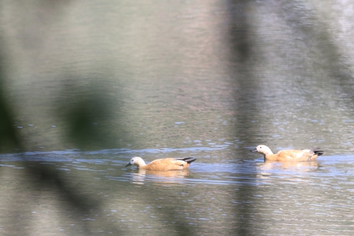 Ruddy Shelduck