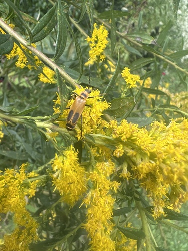 Goldenrod Soldier Beetle