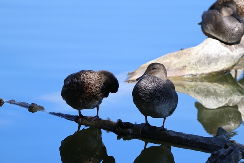 Gadwall