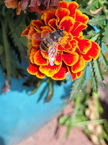 Common Drone Fly